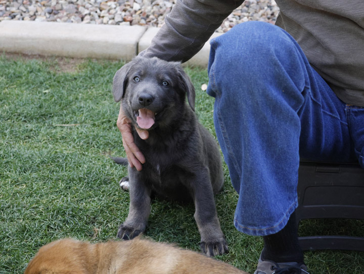 chinook dog